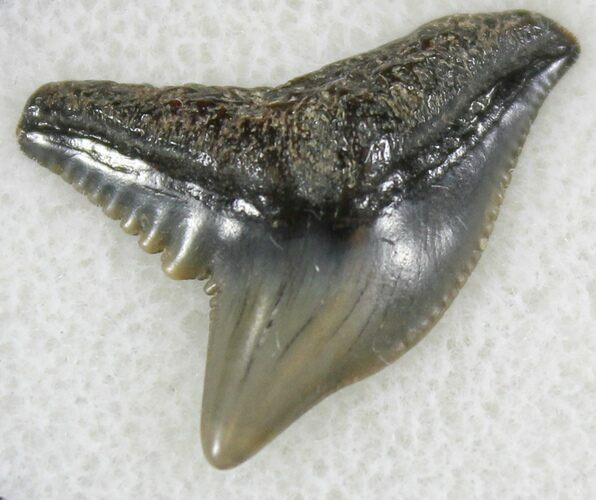 Fossil Tiger Shark Tooth - Virginia #24023